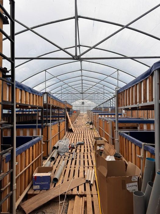 Бізнес під ключ, Австралійський рак, креветки Макробрахіум Розенберга.