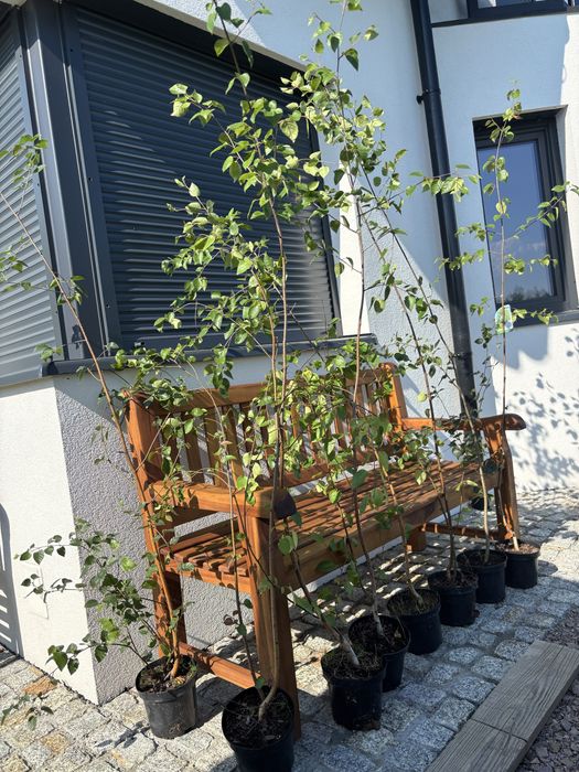 Brzoza użyteczna Doorenbos betulus utilis szczepione brzozy 200cm