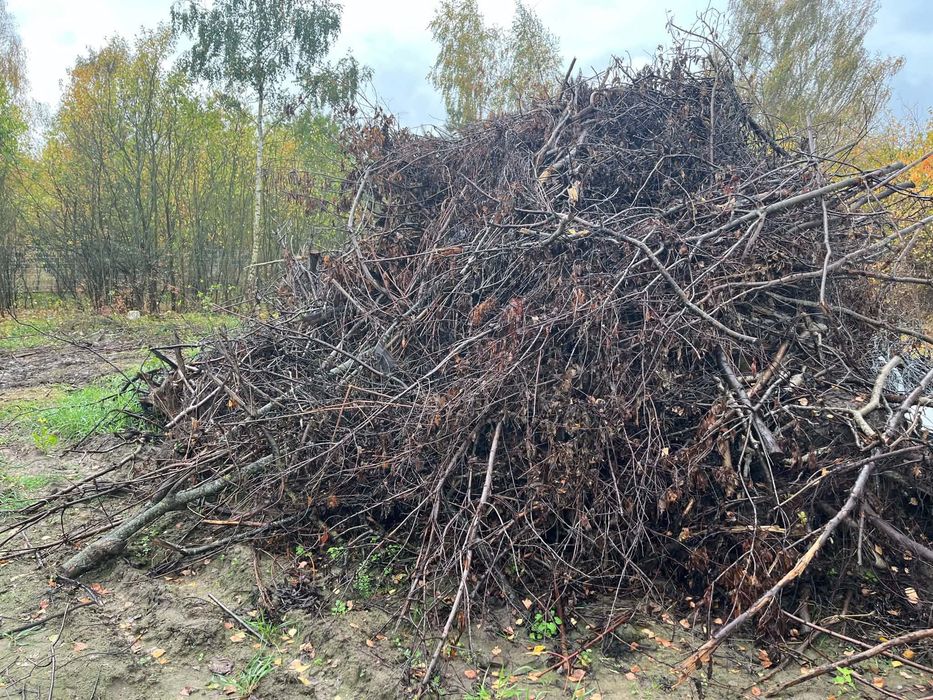 Oddam za darmo gałęzie