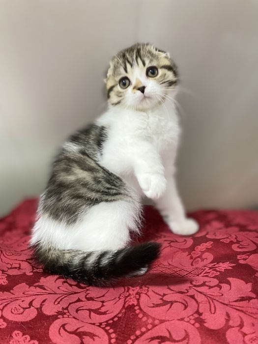 Чарівна висловуха кішечка