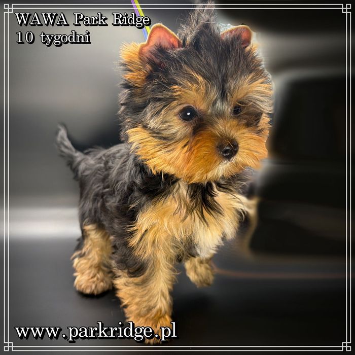 york suczka rodowód ZKwP/FCI 2,5-3 kg yorkshire terrier