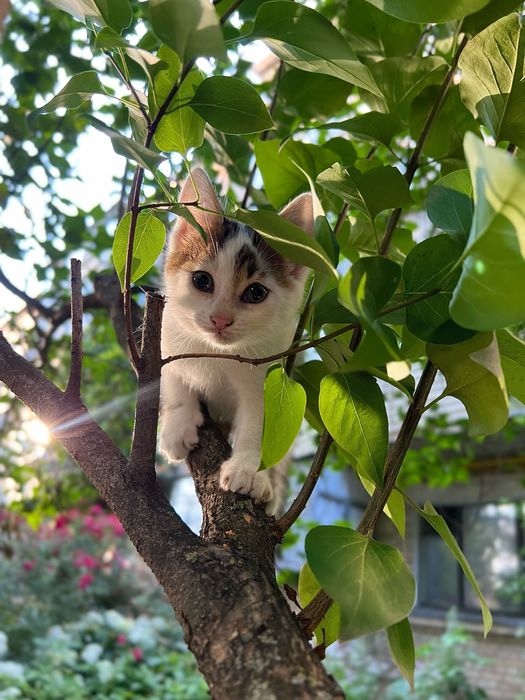 Дівчинка Соня шукає дім