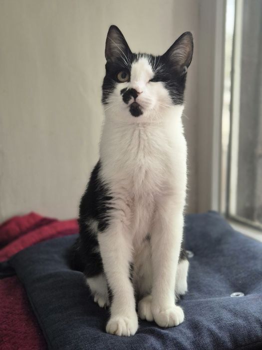 Віддам котика в добрі руки