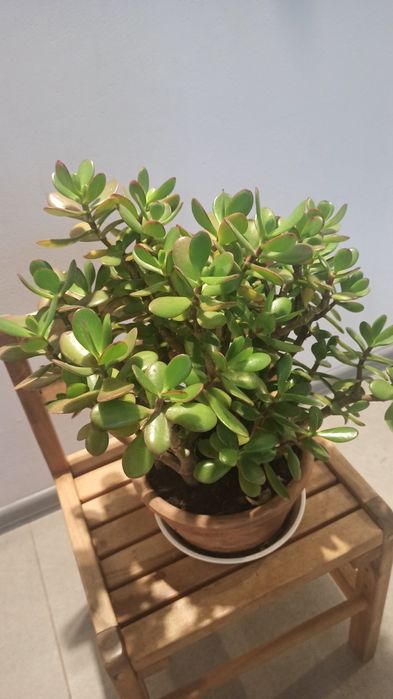 Грошове дерево без горщика