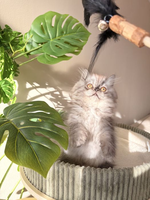 Kot szkocki zwisłouchy długowłosy / scottish fold - PZF/WCF