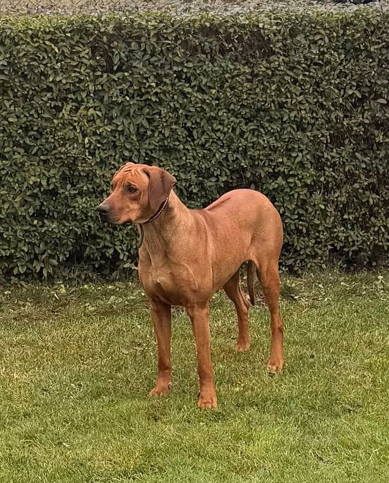 Rhodesian Ridgeback Likwidacja Hodowli suczka z elitarnym pochodzenie