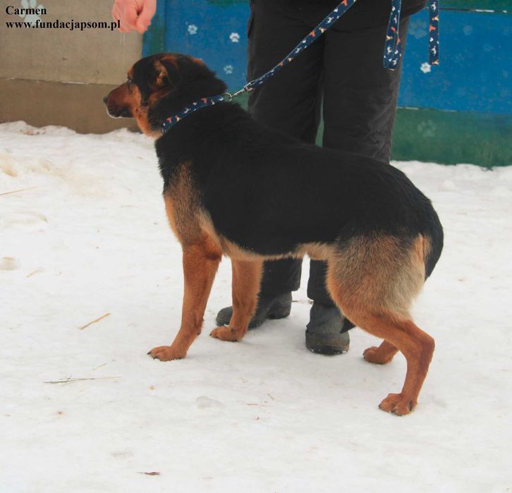 Carmen, super piesek szuka domku