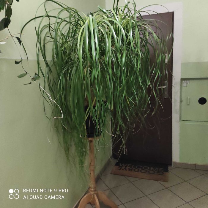 kwiat doniczkowy duży