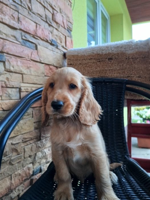 Piękne pieski Cocker spaniel