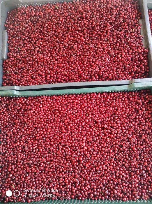 Брусніка (гогоци) 2025 рік