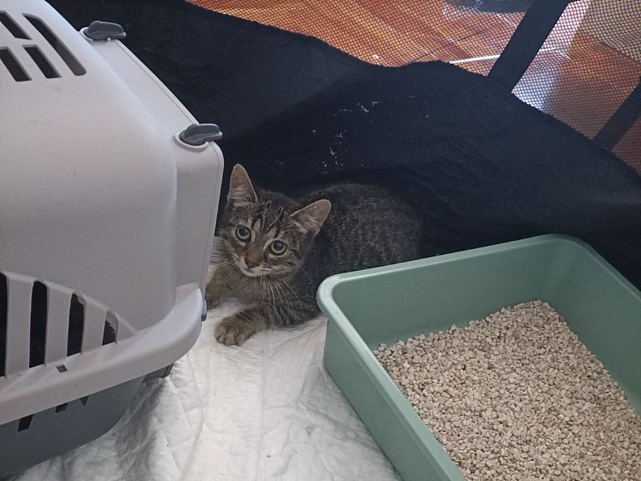 Gatinho 2 meses ADOÇÃO