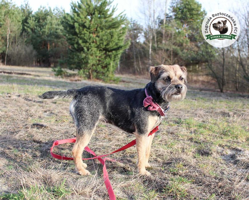 Border Terrier FCI, ZKwP - REZERWACJA - hodowla z miłością!