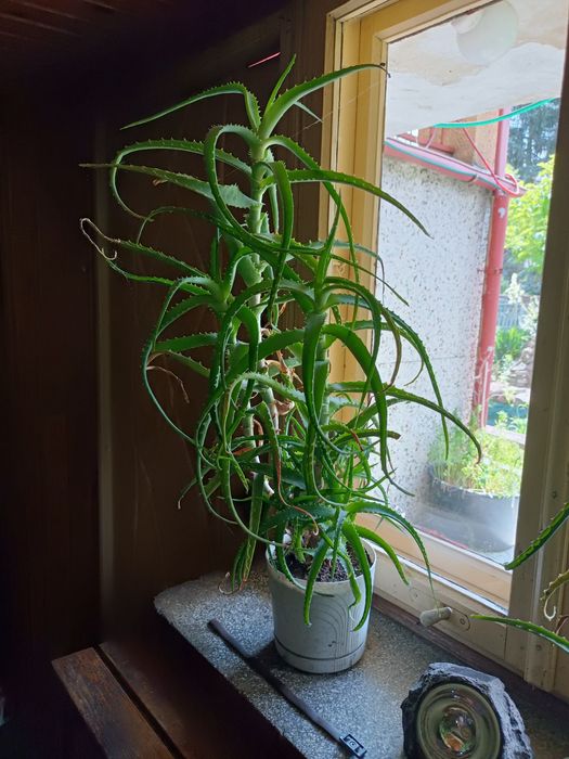Aloes leczniczy doniczkowy.