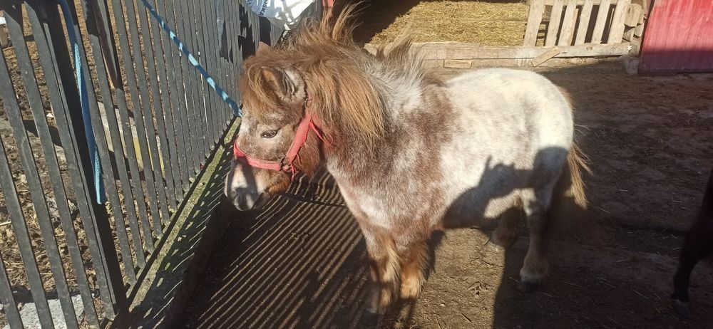 Klacz,kucyki szetlandzkie