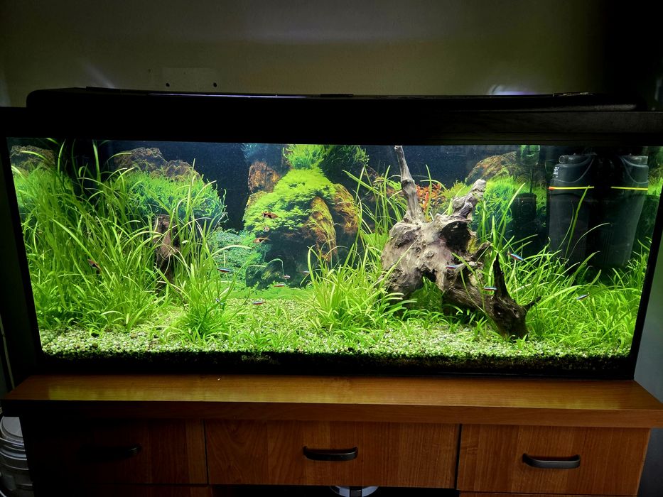 Akwarium 240l z życiem