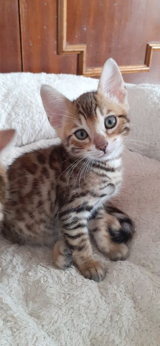 Gatinho  Bengal  excelente linhagem
