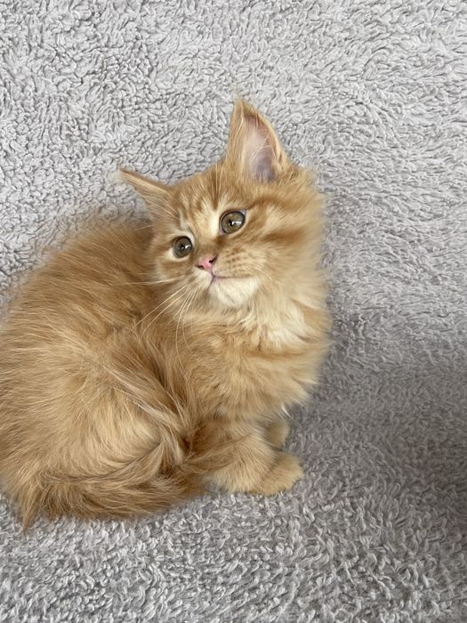 Мейнкунчики дівчатка