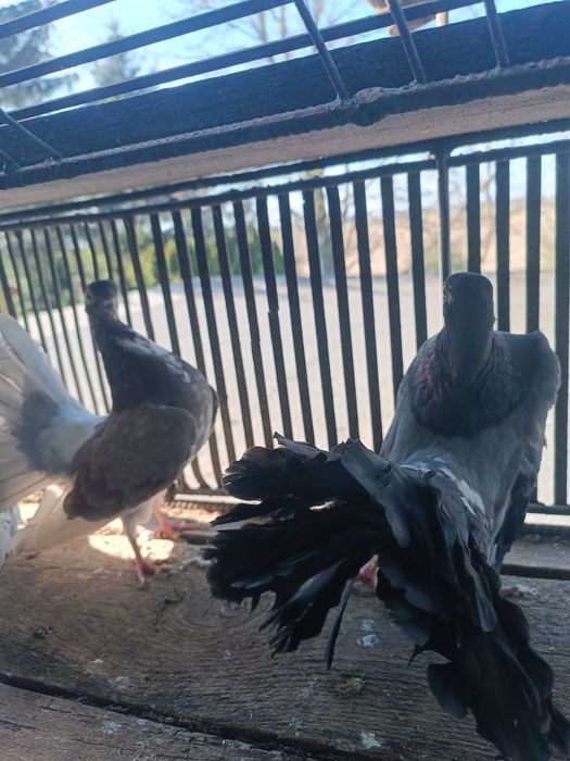 Sprzedam Pawiki tylko całość