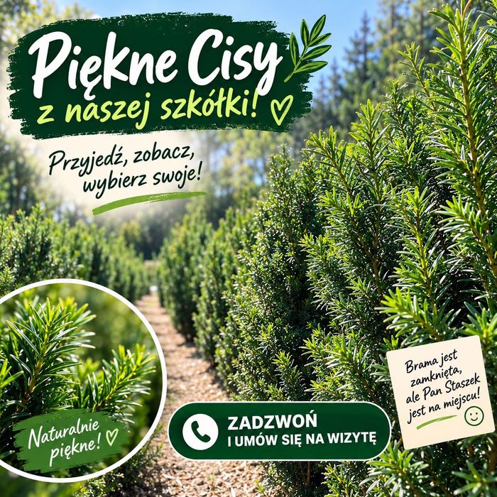 Cis szkółka gruntowa Mega Obniżka Cen