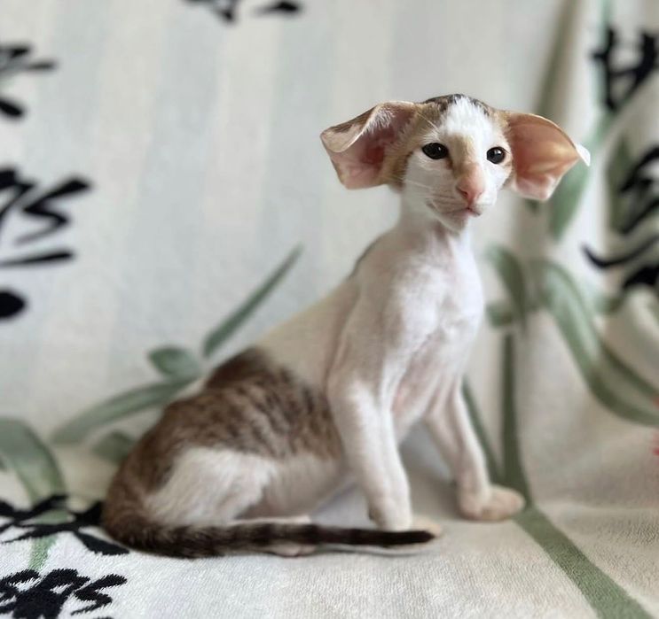 Орієнтальний хлопчик Кошеня