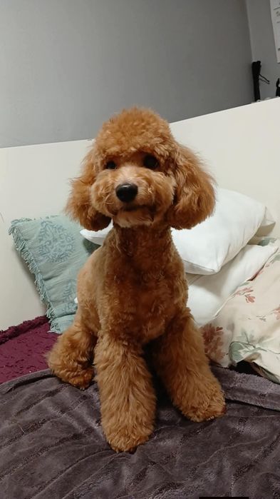 Suczka pudel miniaturowy