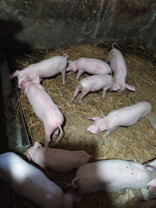 Свинятка 2 місяцьові