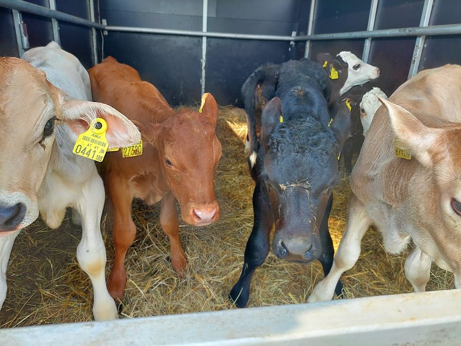 Byczki miesne cieleta Konorzatka