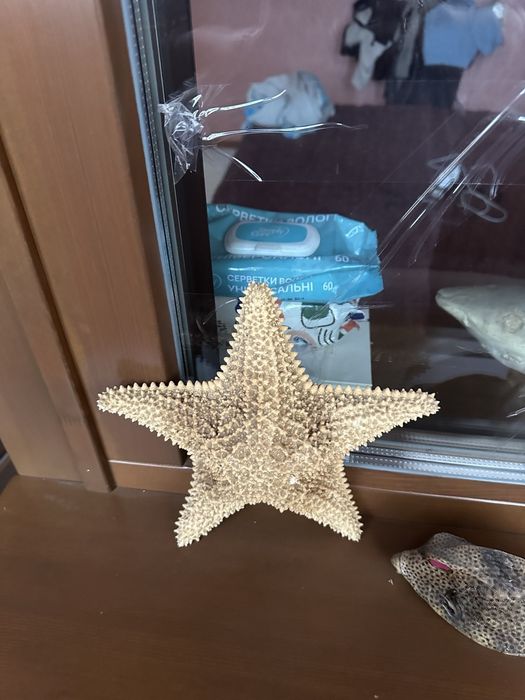 Морские рыбки ежи звезда