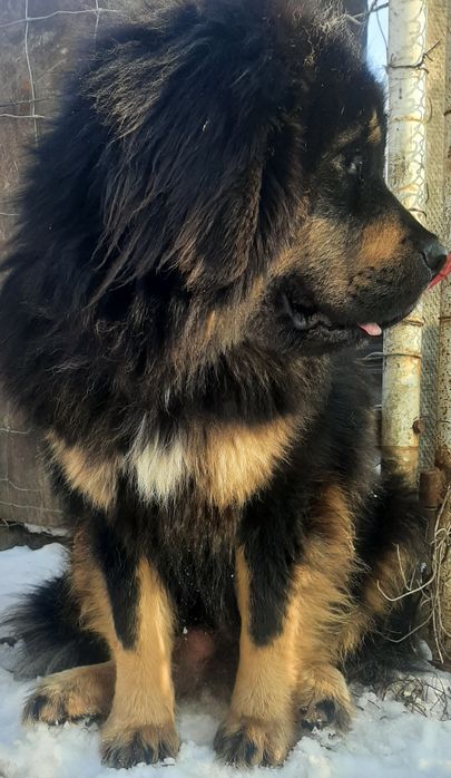 Тібетский мастиф