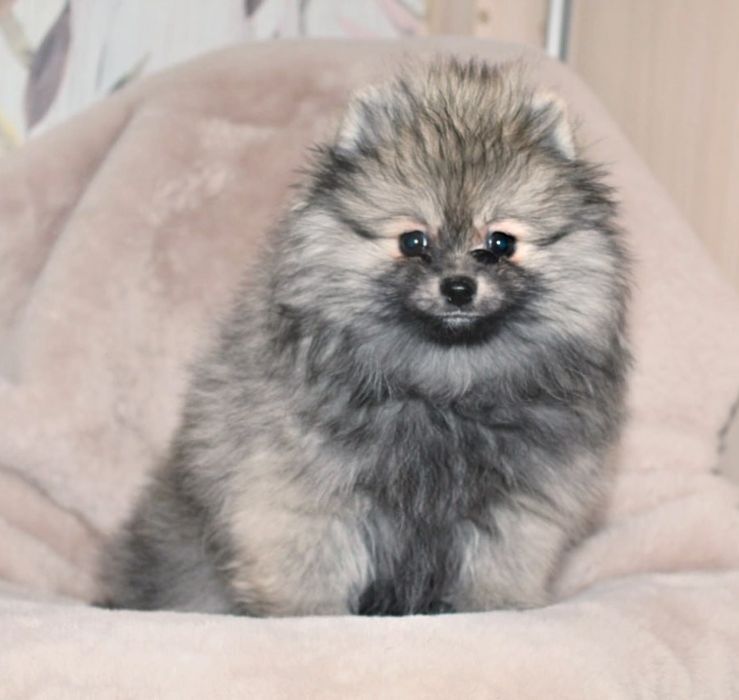 Розкішна чарівна шпіцулі