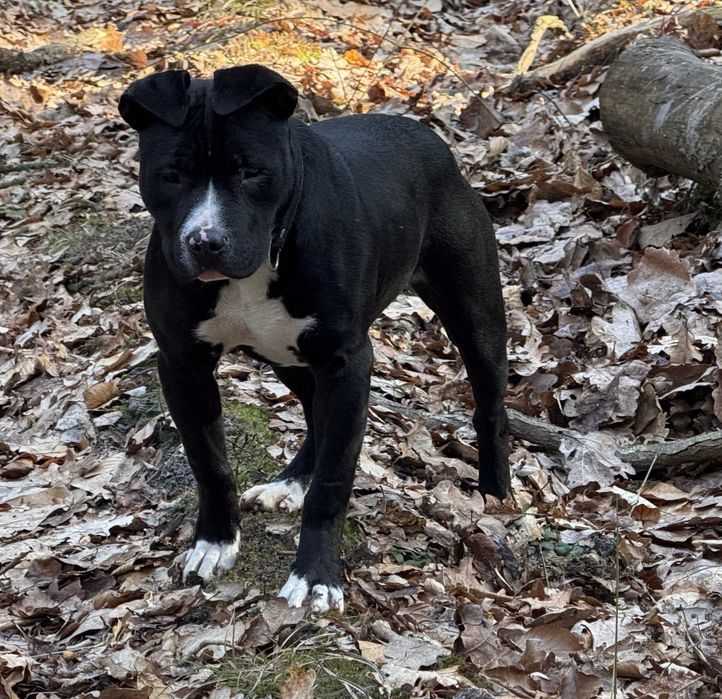 American Pit Bull Terier