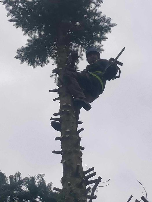 Wycinki, wycinka, przycinanie i pielęgnacja drzew oraz krzewów