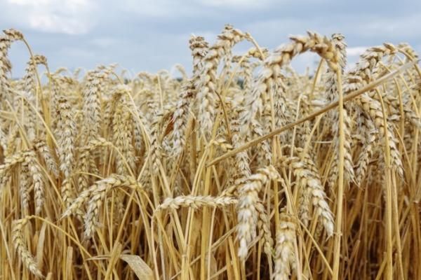 Купити насіння пшениці озимої