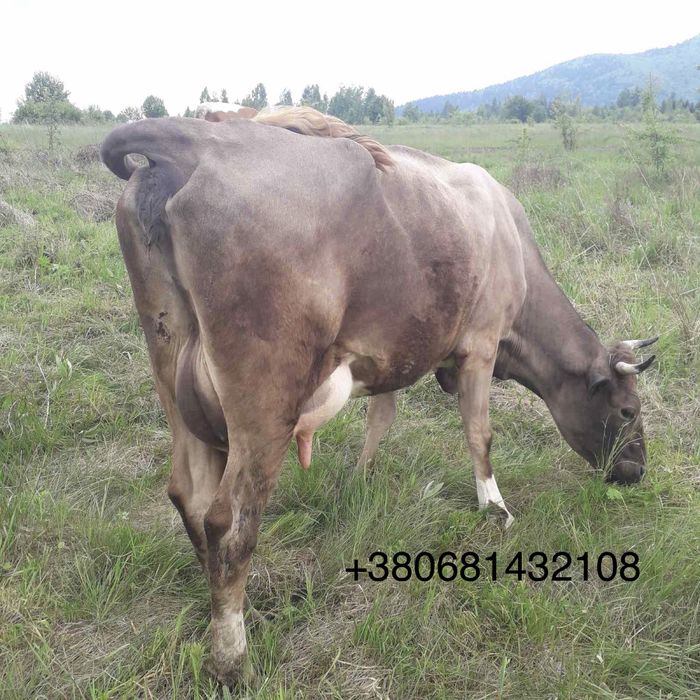 Продам молоді корівки