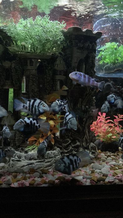 Срочно!!!Сапфировых попугаев