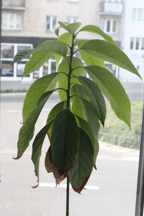 Drzewko awokado 2,5-letnie 60 cm.