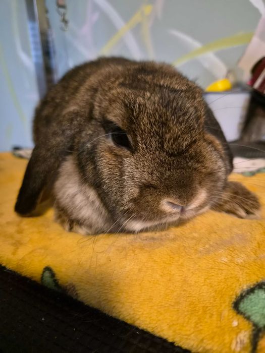 Mini lop samiczka