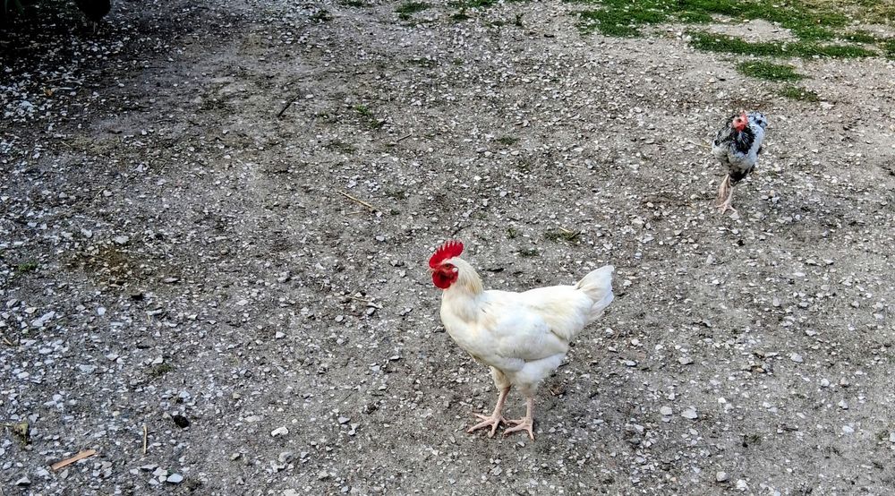 Sprzedam młode koguty