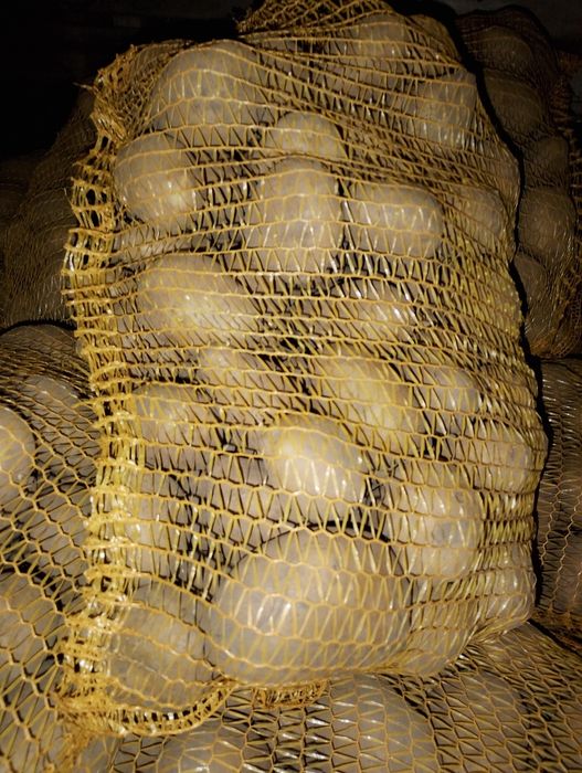 Ziemniaki jadalne Soraya