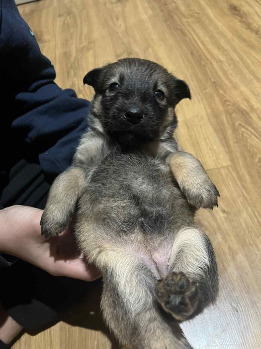 Pieski do wydania za darmo