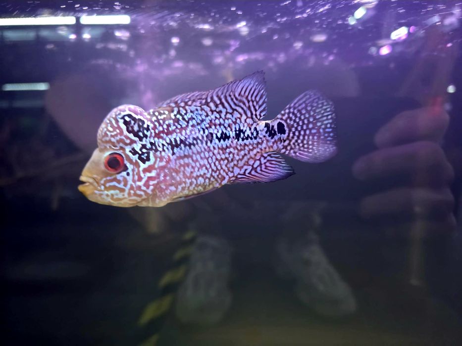 Flowerhorn/ Pielegnica flower horn