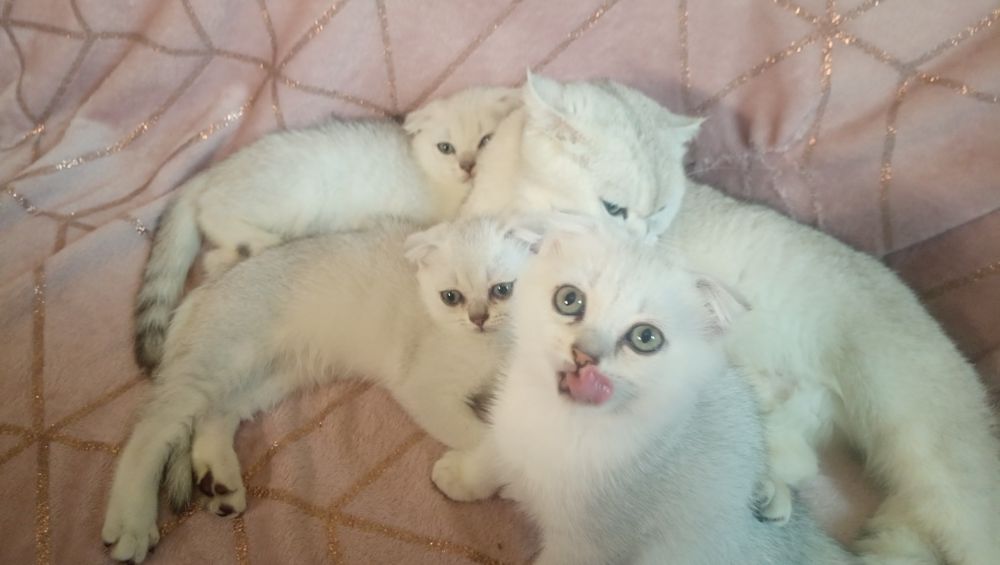 Котята серебристой шиншиллы