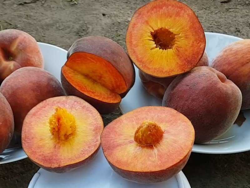 Саженцы слива, персик, абрикос, черешня, хурма, розы, яблоня, груша.