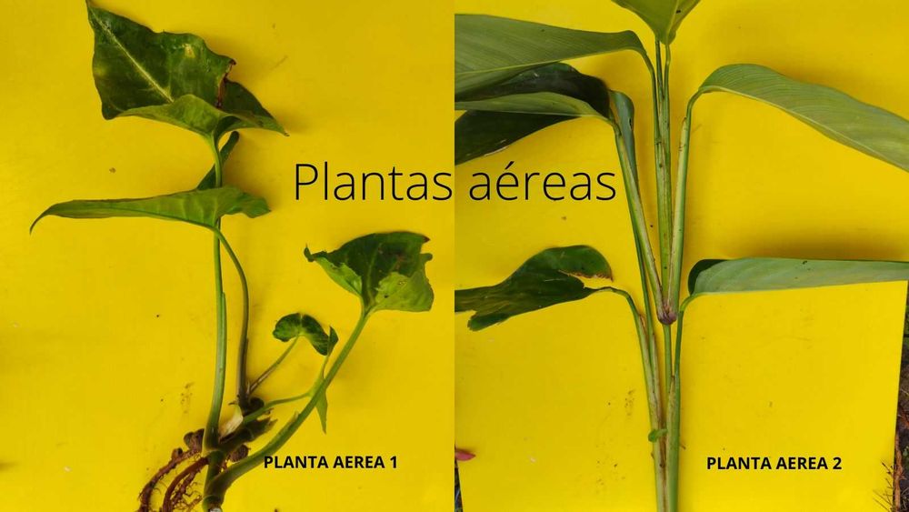 PLANTAS PARA ÁQUARIO - 20 PLANTAS POR 20 EUROS