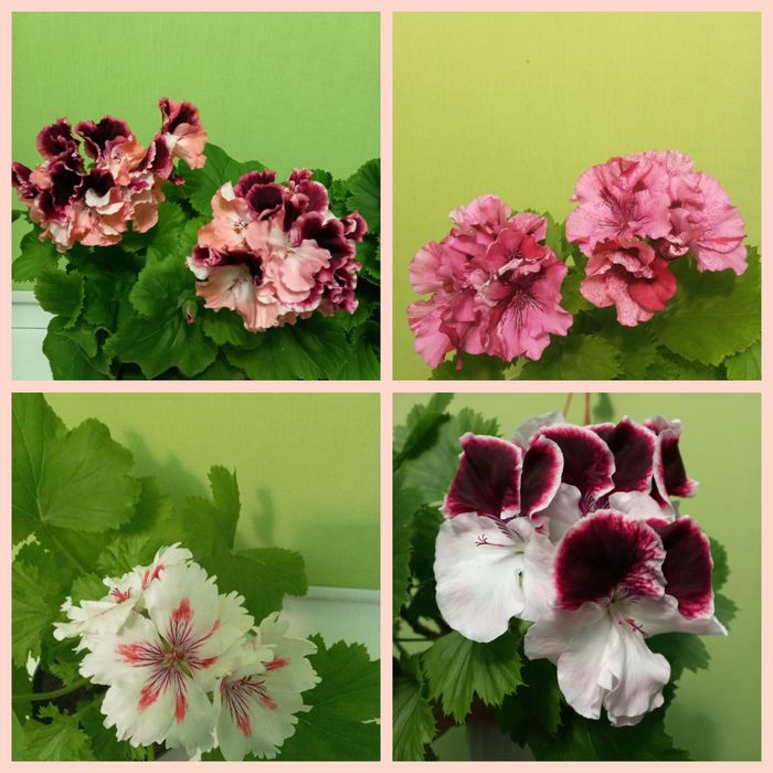 Королівська пеларгонія свіжозріз