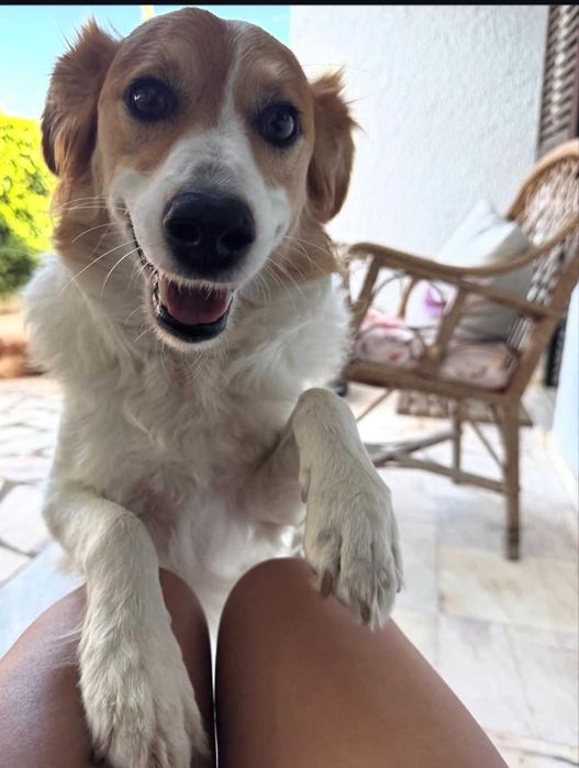 Alojamento familiar para o seu cão/ Pet sitting/ hotel para cães