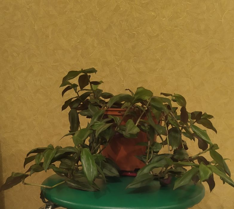 Традесканция фиолетовая,ампельная традесканция