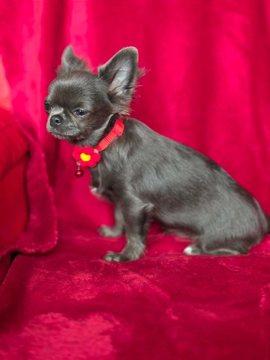 Chihuahua sunia blue XS