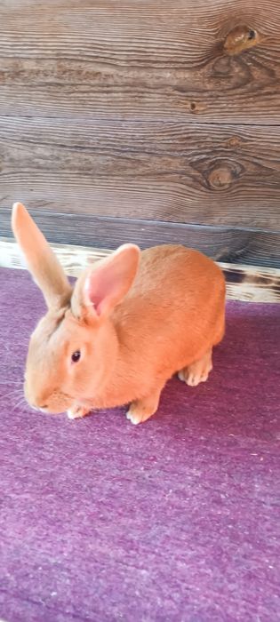 Кролики Бургундія