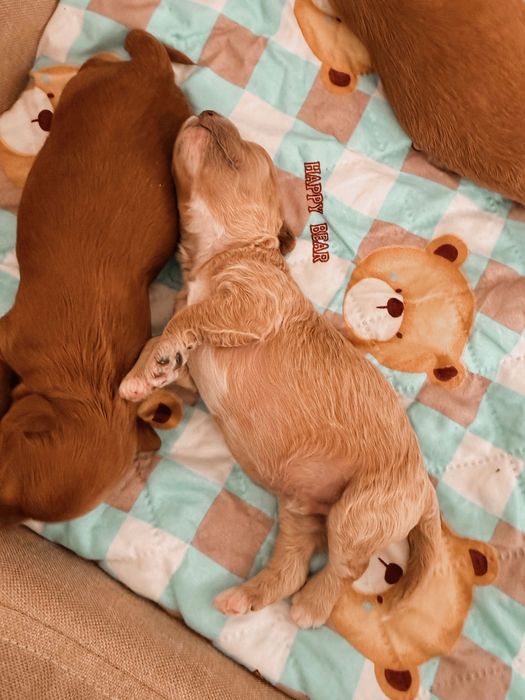 Maltipoo F1B szczeniaki po małych rodzicach